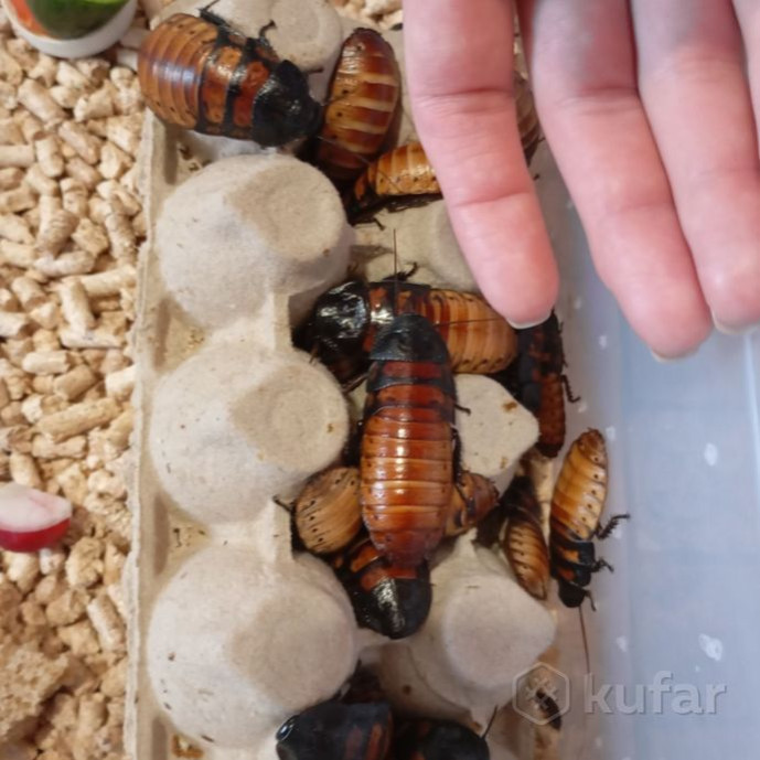 Мадагаскарский таракан 0, 5р за 1 шт