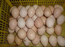 Яйца на инкубацию (гуси, индюки, куры)