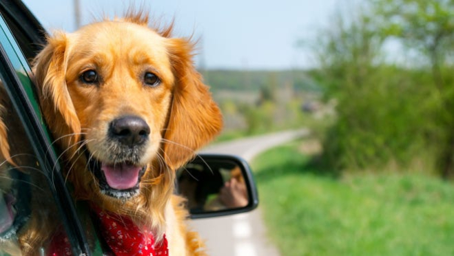 Как путешествовать вместе с собакой?