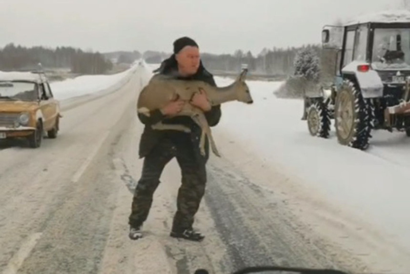 На трассе Могилев-Бобруйск тракторист спас косулю