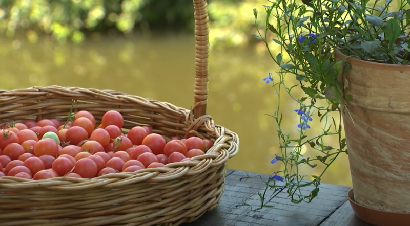 Более 100 сортов томатов: необычное хобби бобруйчанки