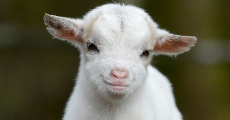 150 коз зааненской и альпийской пород поселились на первой козьей ферме Могилевщины