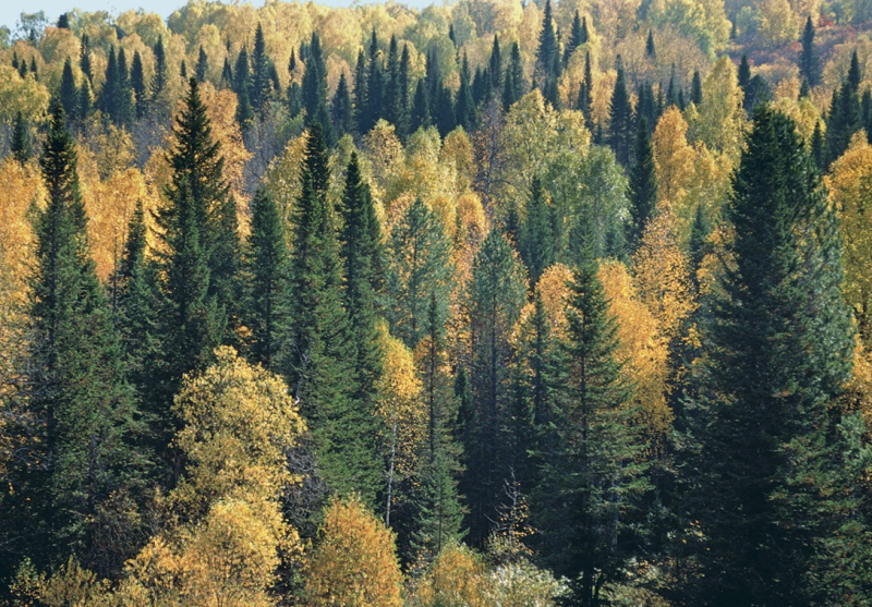 В Могилевской области сняты запреты на посещение лесов