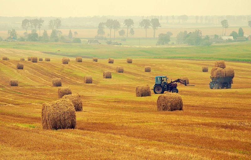Беларусь стала лидером среди стран ЕАЭС по росту цен на сельскохозяйственную продукцию