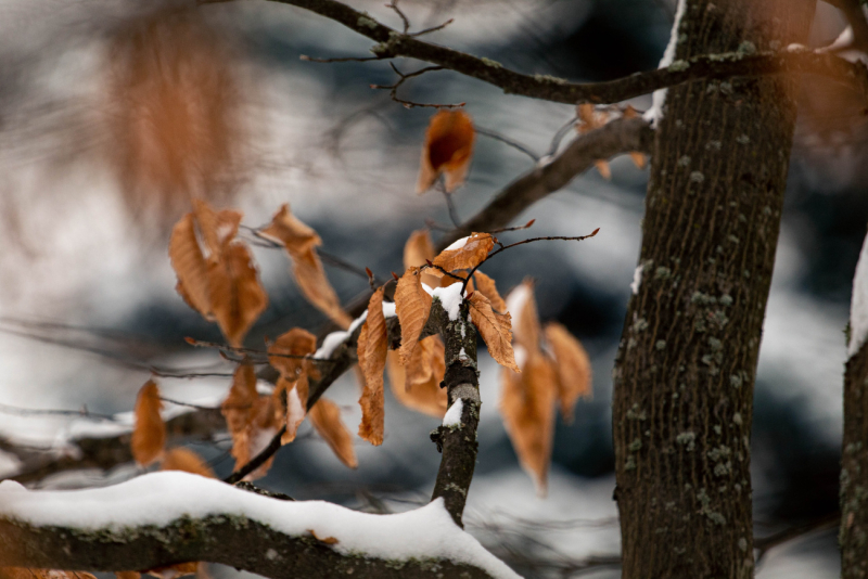 Фотопрогулка: Зимняя природа Бобруйска