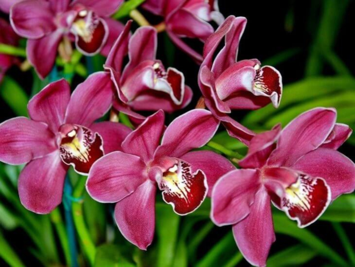 Сотня видов орхидей в коллекции бобруйчанки