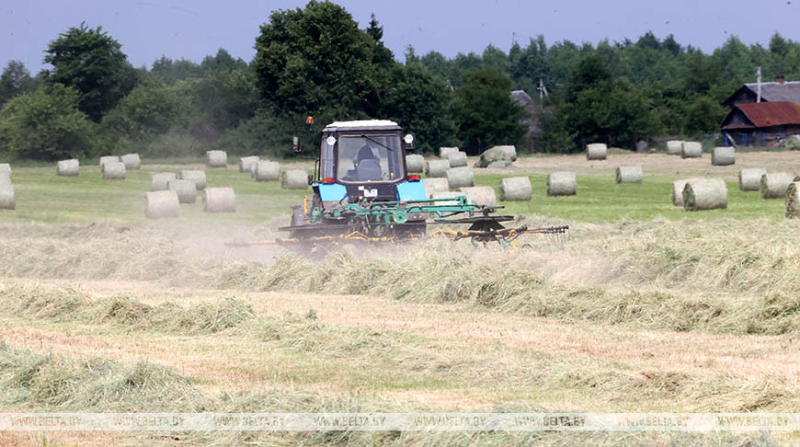 В Бобруйском районе завершается заготовка сочных кормов из трав первого укоса