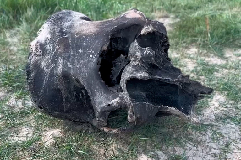 В белорусской реке спасатели МЧС нашли останки мамонта
