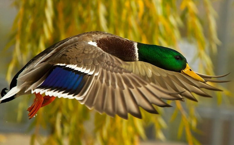 В Беларуси с 12 августа начнется сезон охоты на птиц