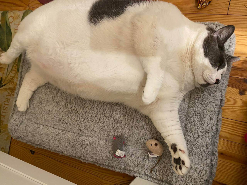 Самого толстого кота в мире посадили на диету. Учитесь — он уже скинул 2 кг