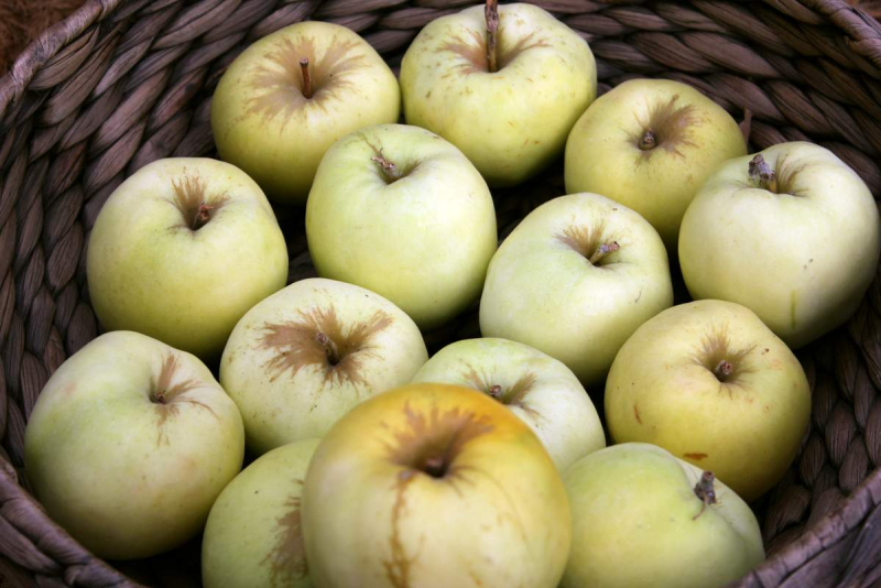 «Красный пищевик» поднял цены приемки яблок у населения до 27 копеек, цена для организаций – по договоренности