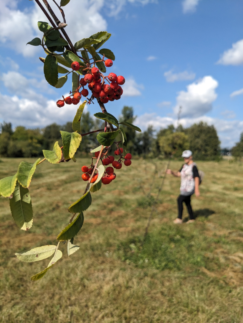 Бобруйчанка по своей инициативе спасает городские деревья: «Сберегла этим летом 80 рябинок. На 30 берез рядом сил не хватило»