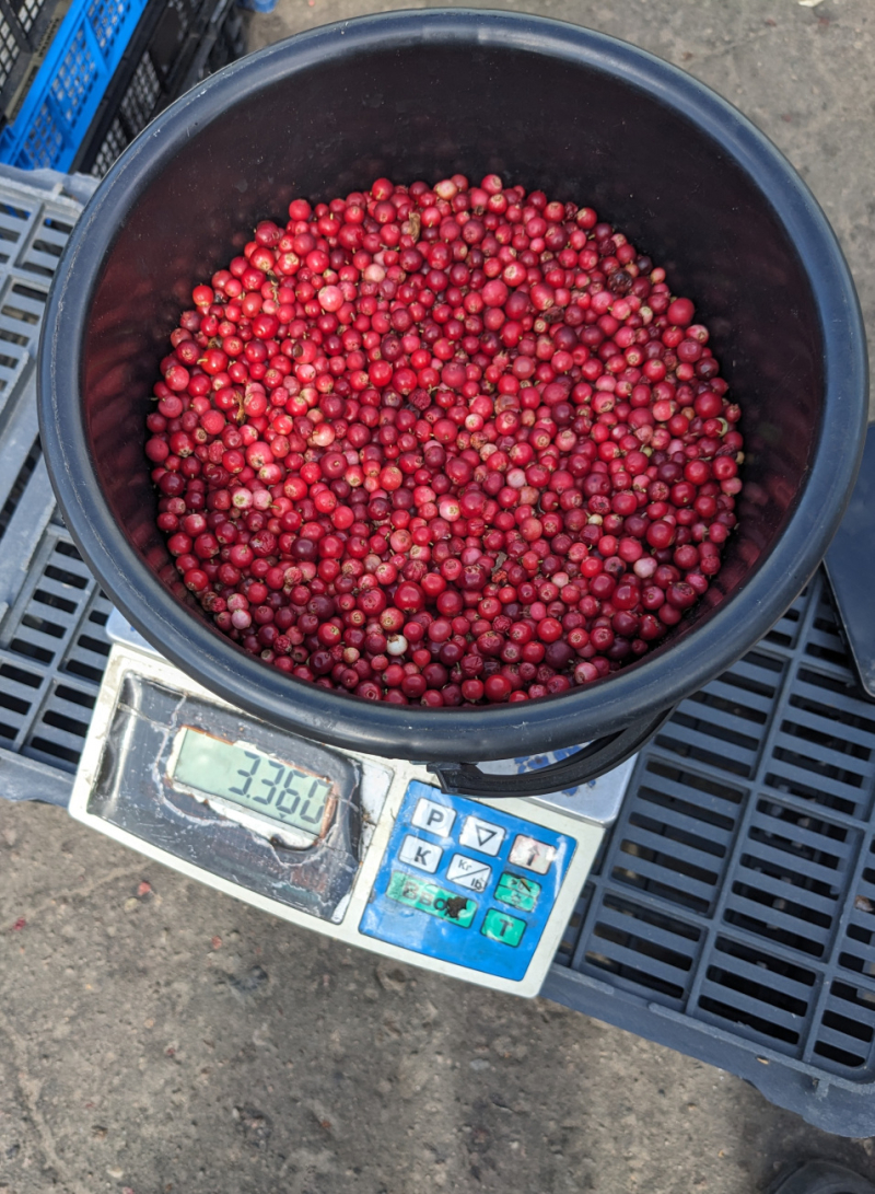 Сезон брусники: почем сдают и почем продают ягоду в Бобруйске