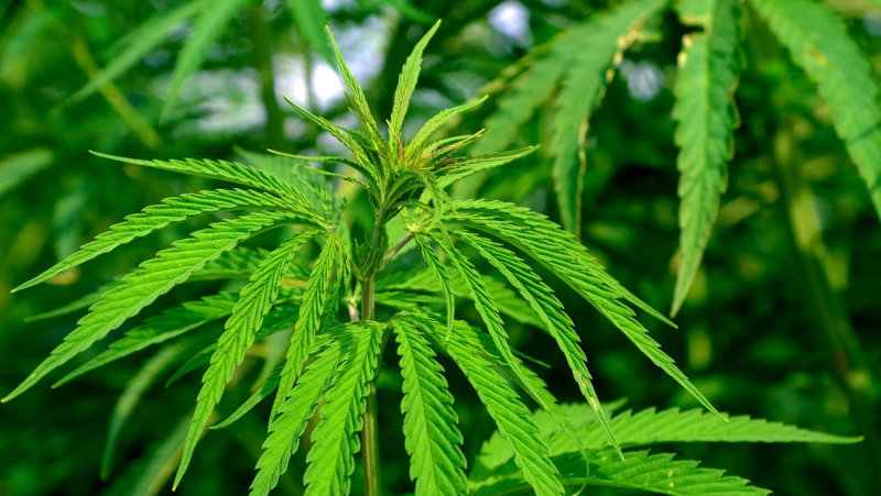 Полкило марихуаны: суд вынес приговор по «наркостатье» работнику ОАО «Белшина»