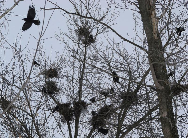 Уничтожение гнезд птиц в Беларуси запрещено с 16 февраля по 14 августа