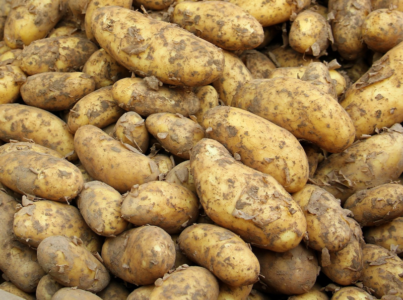 Избыток картофеля на рынке урожая. Одни несут убытки, другие видят решение проблем