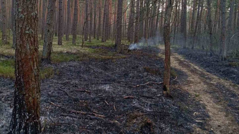 В Бобруйском районе потушили лесной пожар