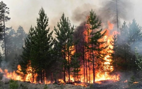 Что делать, если вы обнаружили лесной пожар