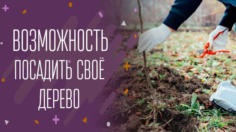 Где в Бобруйске нужно сажать деревья - предлагайте властям