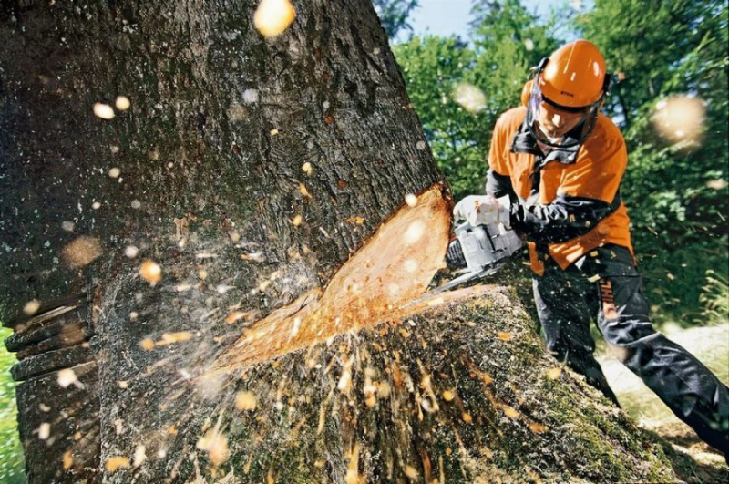 Советы специалистов по спиливанию деревьев
