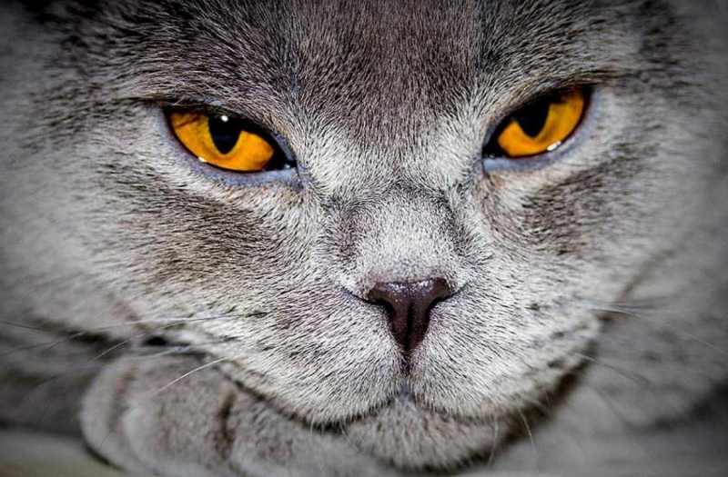 Что делать если у кошки слезятся или гноятся глаза