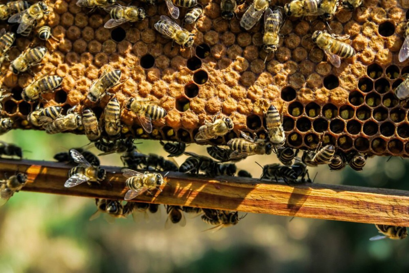 Пчеловоды лесхозов Беларуси заготовили уже почти 100 тонн меда. Где можно дешево купить полезное лакомство в Бобруйске?