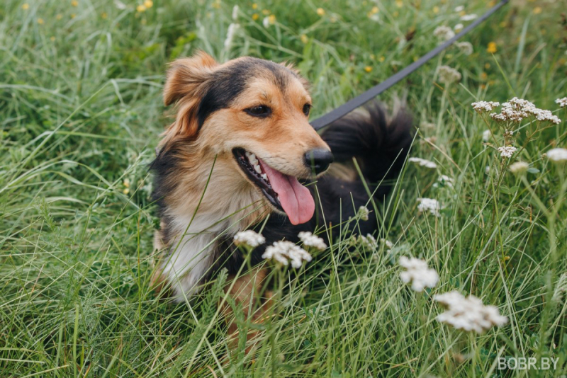 Ветеринар рассказала о ряде причин неприятного запаха от собаки