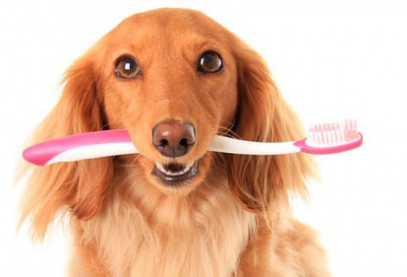 Чистка зубов собаке ультразвуком - что это такое?