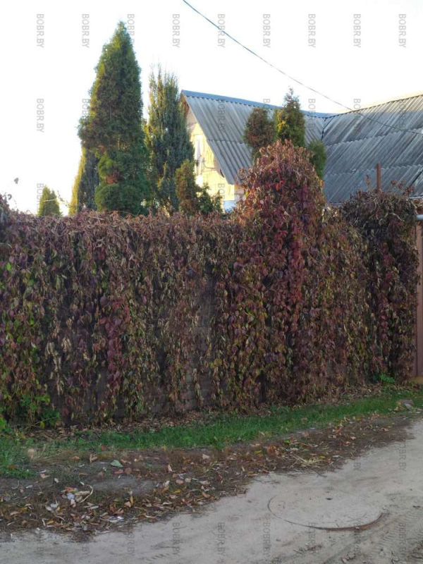 Забор из листьев