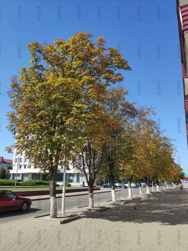 Осень пришла в Бобруйск