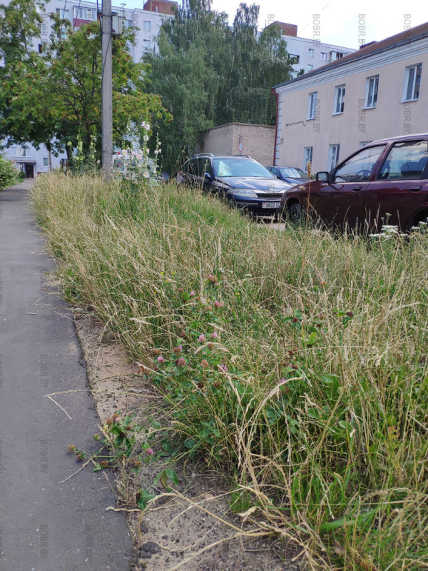 Стрижка травы, это не про Бобруйск.