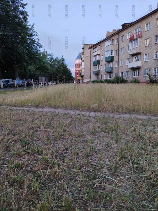 Окультуренные посадки, сорной травы. В Бобруйске 1 год то траву безбожно косят каждый день ничего не оставляя то не косят вовсе.