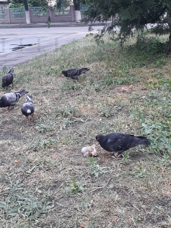 Бобруйске голуби каннибалы