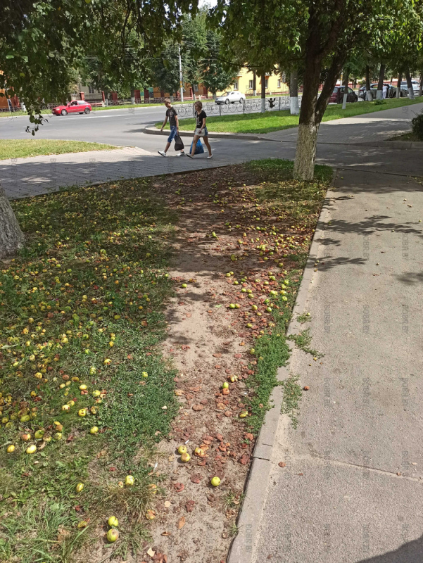Почему не убирают упавшие яблоки с деревьев на Минской? Хотят убить жителей запахом?