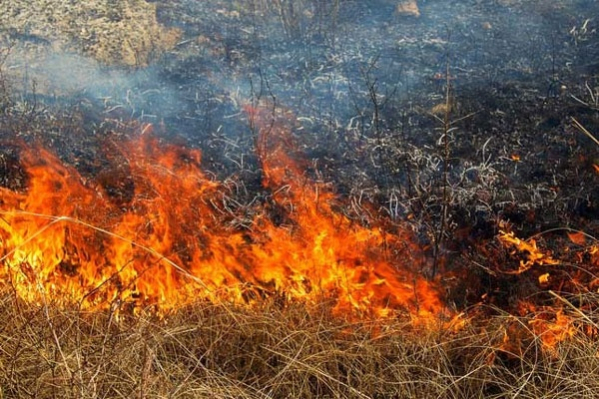 О ситуации с пожарами в природных экосистемах