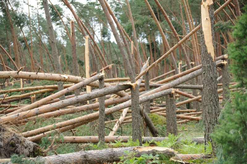 Работники Бобруйского лесхоза занимались незаконной рубкой ветровала и бурелома