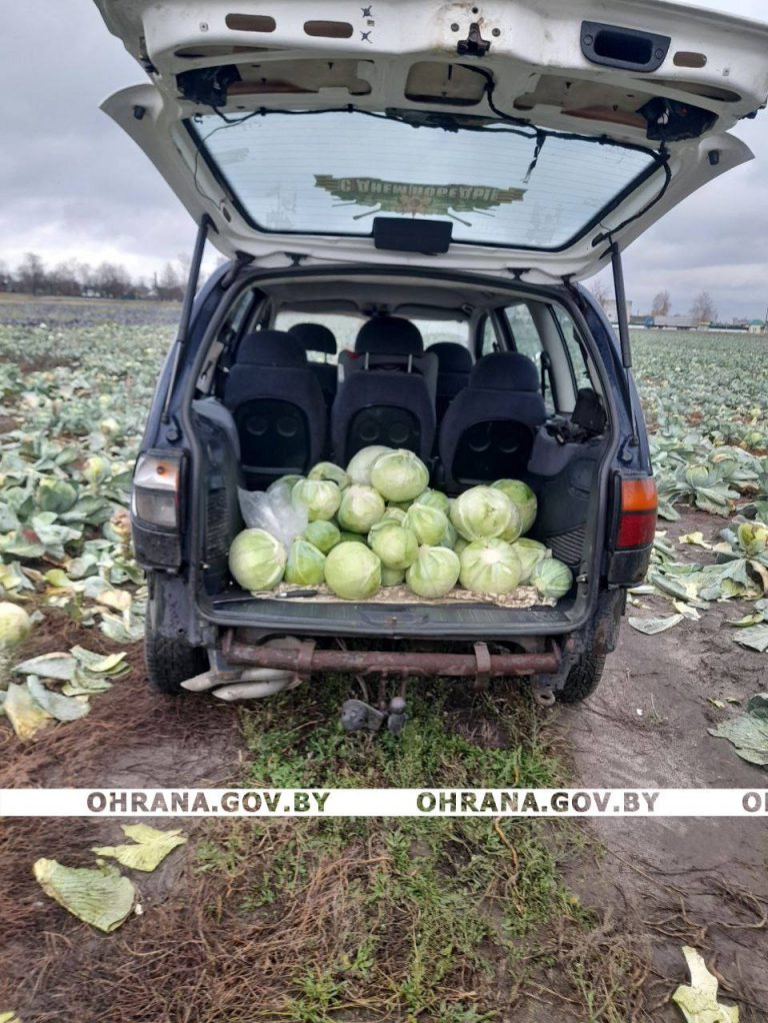 Охрановцы из Бобруйска пресекли хищение 136 кг капусты