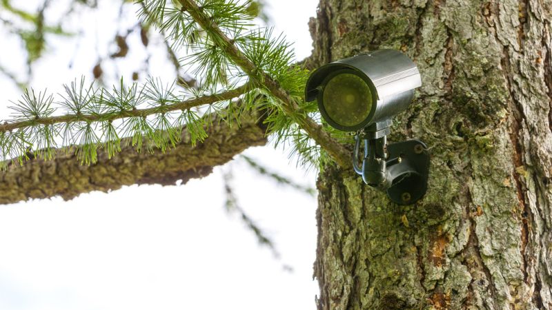 Во всех лесах страны до весны установят системы видеонаблюдения
