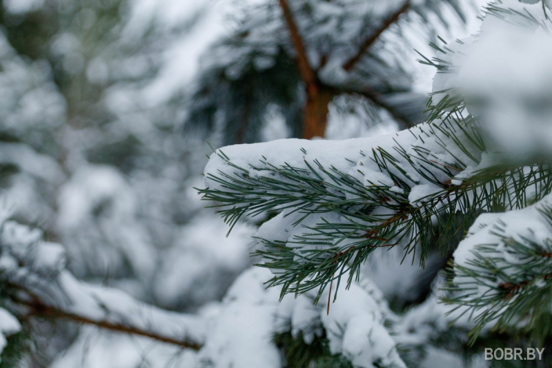 Погода в Бобруйске: мороз сохранится, ожидаются снегопады