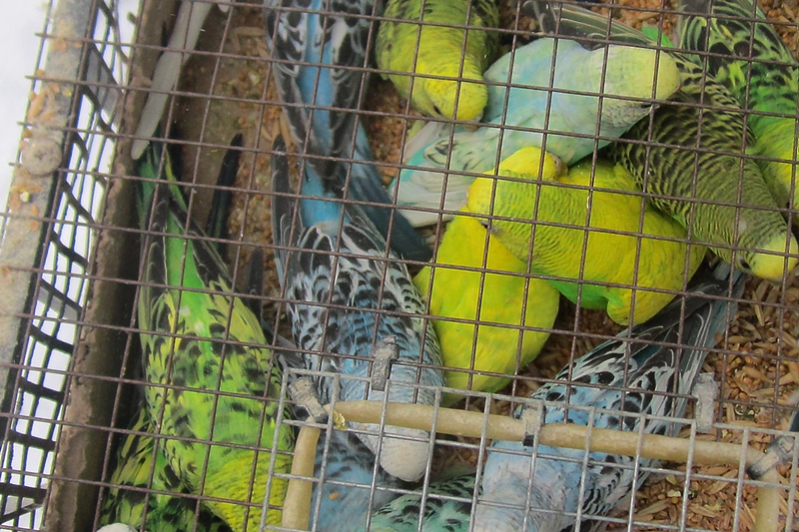 Кому в Бобруйске нужны были 800 попугаев контрабандой? Удивительная новость с белорусско-российской границы
