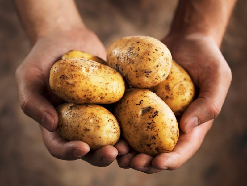 Два жителя Владивостока отравились насмерть испарениями картошки. Такое возможно?