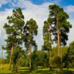 Значение профилактики деревьев от короедов и других вредителей