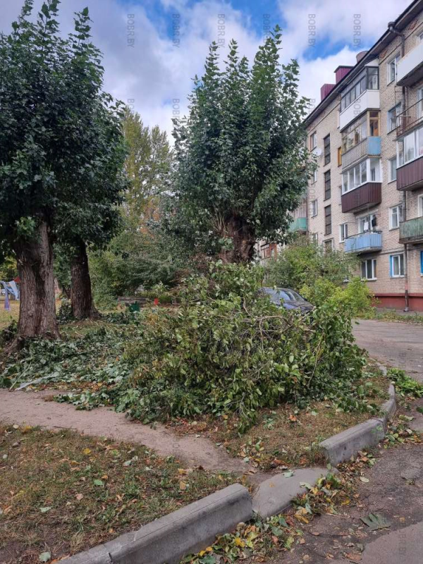Последствия сильного ветра в Бобруйске.