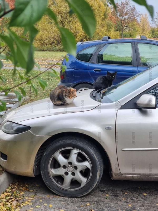 Бобруйские коты прогревают двигатель автомобиля