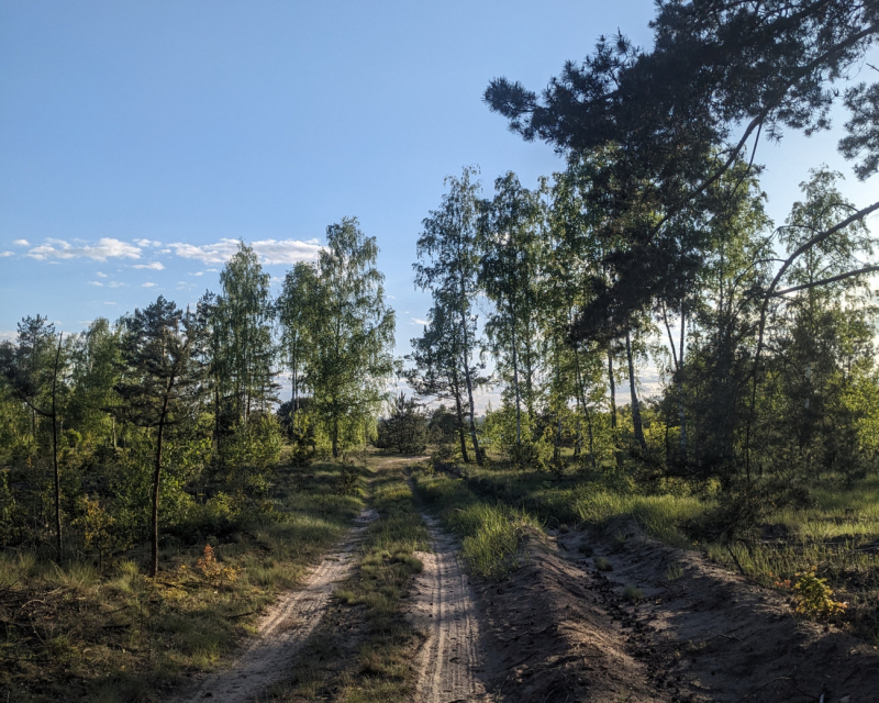 В Бобруйском районе ограничено посещение лесов