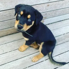 Щенки Ротски (Rottsky) hybrid 08/09