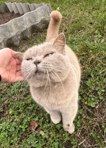 Отдадим в хорошие руки кошку