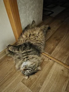 Крупный молодой котик ищет дом