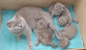 Шотландские лиловые котята