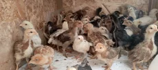 Цыплята смешанных мясо-яичных пород